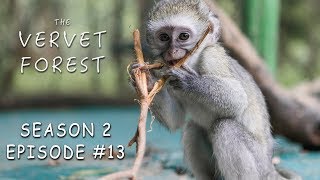 4 New ExPet Baby Monkeys & Abby Gets a Mom  Vervet Forest  S2 Ep13