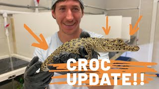 UPDATE! On Rare Baby Crocodile Room!!