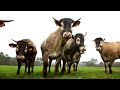 Ref:r0mYFsoXl0c La bazadaise, une vache d exception - M�t�o � la carte