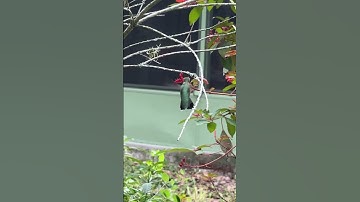 Female Ruby-throated Hummingbird | #Hummingbirds #Nature