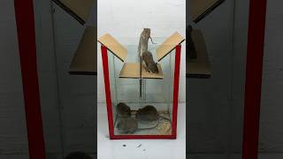 Simple Homemade Mouse Trap Idea At Home // Mouse Trap 2 #Rattrap #Rat #Mousetrap #Shorts