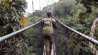 This is RWANDA - Nyungwe Forest, Canopy Walk & Tea Plantation