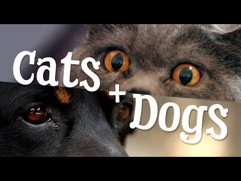 Made With Pond5: Cats & Dogs