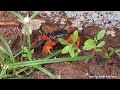 Cute angry Red Crab in my Garden