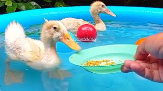 BEBEK LUCU,DUCKS SWIMMING,ANGRY DUCKS WANTED TO EAT BURGER IN THE SWIMMING POOL