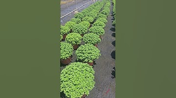 Hoa cúc mâm xôi hàn #cucmamxoi #cucmamxoihan #caygiongmamxoihan