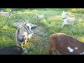 Жизнь в деревне// нубийские козы, красота!! наши новости