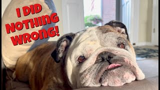 Reuben the Bulldog: The Incident