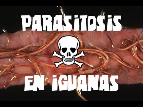 Video: Kako Krotiti Iguano