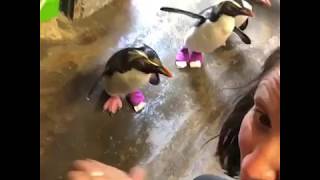 DJ Carnage Walking With Penguins In South Africa