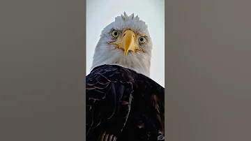 نظرة النسر الثاقبة The Look Of The Eagle 