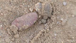 Macronemurus appendiculatus. Hormiga león.