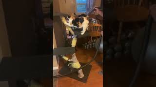 Cat Gets Tail Vacuumed #shorts