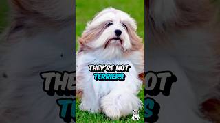 3 Fun Fact About The Tibetan Terrier Dog #shorts #dogfacts #tibetanterrier