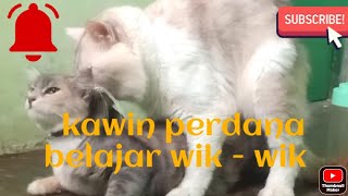 kucing kawin perdana