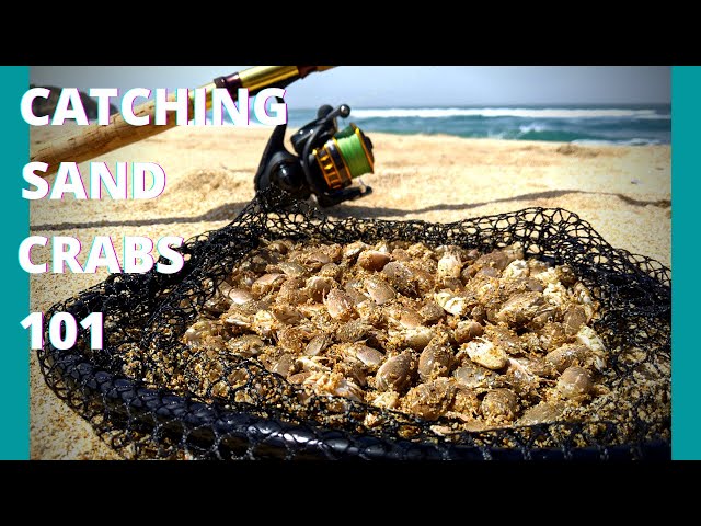 How to catch sand crabs and DIY bait box