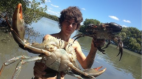 EP 3 - HUGE MUDCRABS Caught BAREHANDED - Catch n Cook - With BUTTER LEMON Sauce! | TDK