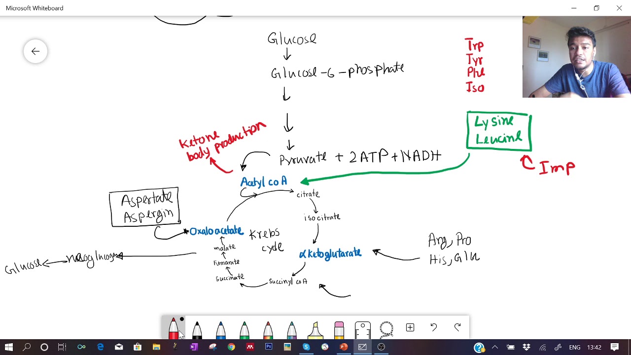 Glucogenic vs ketogenic amino acids : CSIR UGC NET /GATE/IIT JAM BT/JNU ...