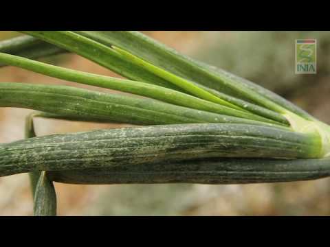 Video: Enfermedades De Las Cebollas