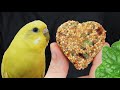 Yoğun Sebzeli Kraker Yapımı Muhabbet Kuşu Papağan İçin