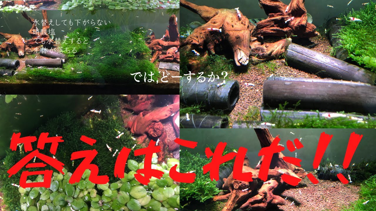【レッドビーシュリンプ】再発したポツポツ死　下がらない硝酸塩　全滅の危機にあれに手を出すも・・・【アクアリウム】