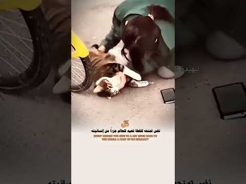كل نفس تمنحه للقطة تعيد للعالم جزاء من إنسانيته اكسبلور خواطر لايك عبارات 