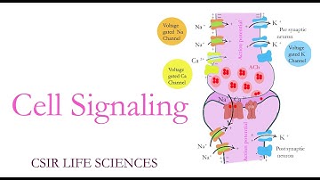 Basics of cell signaling pathway- part 1|Life sciences|CSIR UGC NET|CSIRathome