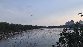 Flamingos in Seawoods, Navi Mumbai