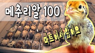 마트표 메추리알 100개 부화를 했더니.. [마트유정란] / I HATCHED A SUPERMARKET EGG! / Quail Hatching Eggs 100