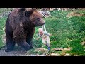 Risking its life, the bear brought the baby to people. Why the animal did it is simply incredible!