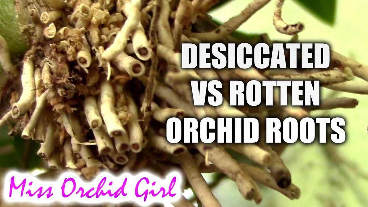 Orchids with desiccated roots vs. rotten roots How to