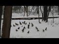 Крыса атакует уток, но приходит ворона/The rat attacks the ducks and engages in a duel with the crow