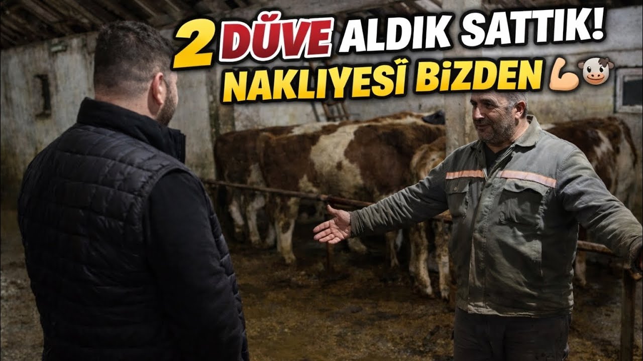 TAKİPÇİLERİMİZDEN 2 DÜVE ALDIK SATTIK NAKLİYE YAPTIK