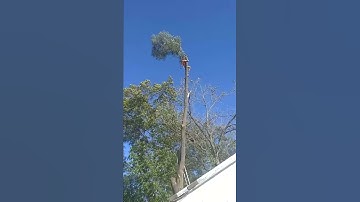 Widow maker Tree branch/top cut