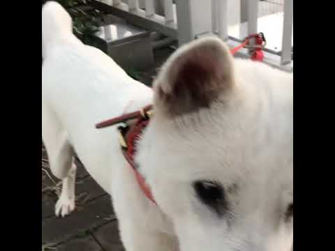 Shiro KISHU KEN 紀州犬