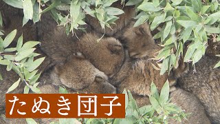 【もっふもふ】冬の動物園　タヌキ十数匹が団子状態 　新春の東山動植物園