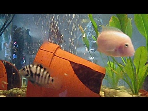 FISHIES!!! (Convict Cichlids)