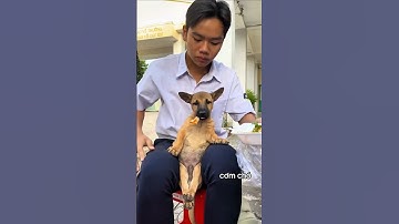 Đồ ăn dâng tận miệng còn để rơi, cay thật #pets #cucaikimchi #funnydogs