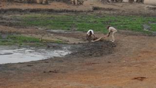 2016 rescue of a impala Botwana