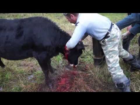 Video: Jak řezat Kov Bez Ohřevu