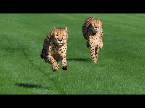 Houston Zoo Cheetahs Run at Sam Houston Race Park!