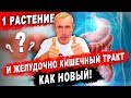 ВСЕГО 1 РАСТЕНИЕ И ЖЕЛУДОЧНО КИШЕЧНЫЙ ТРАКТ, КАК НОВЫЙ! Язва желудка, двенадцатиперстной, гастрит.