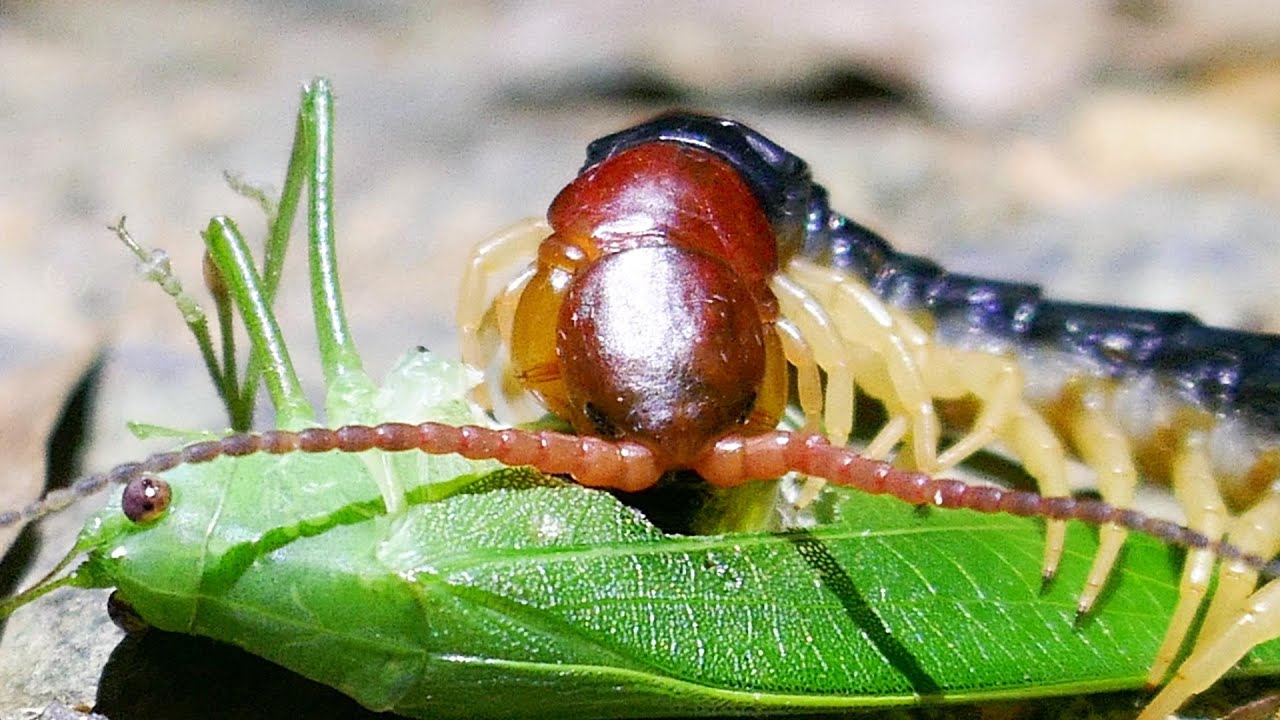 捕食者 ヒメクダマキモドキを食べるトビズムカデ Youtube