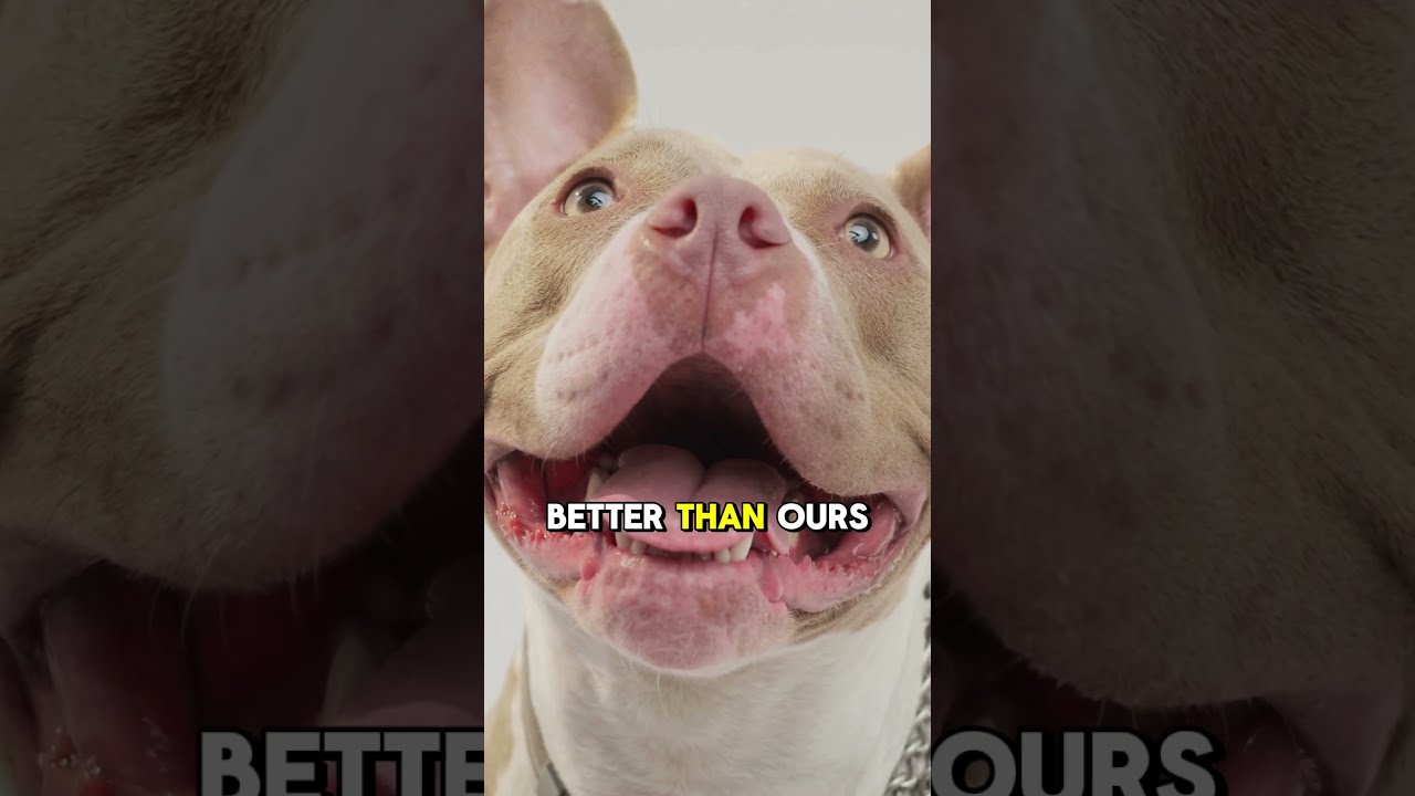 5 SURPRISING Dog Facts You Ve NEVER Heard MUST WATCH 