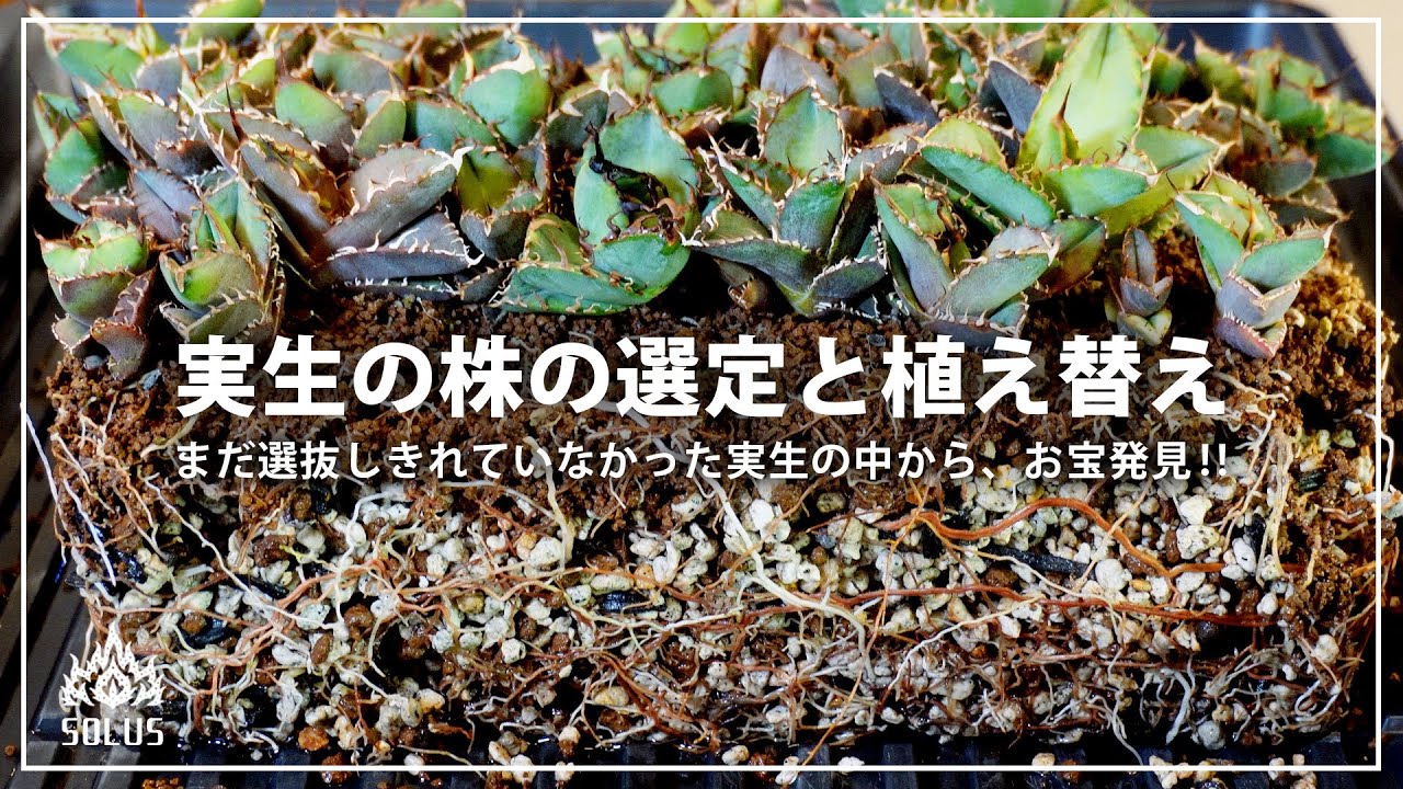 【アガベ】お宝ゲット！？気になりつつ放置のトレイをひっくりかえした結果...