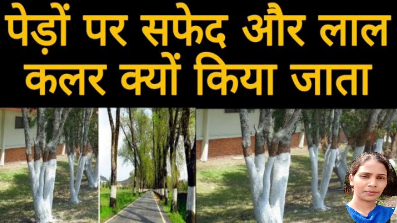 Pedo ko red aur white colour kyun kiya jata hai?ped ko safed aur lal