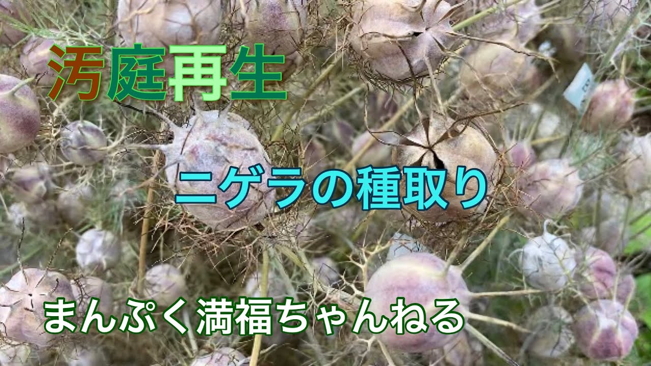 ニゲラ ニゲラの種 ガーデニング ニゲラの種を取りました Youtube