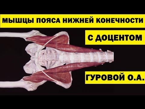 Мышцы пояса нижней конечности | Анатомия человека [4K]✅