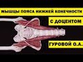 Мышцы пояса нижней конечности | Анатомия человека [4K]✅