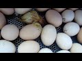 Инкубация в инкубаторе"ОВО"/ Инкубация яйца бройлера кобб 500 чехия/Результат инкубирования